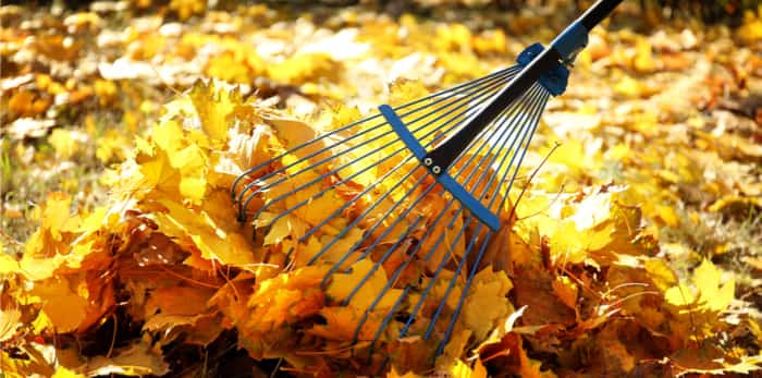 Raking leaves