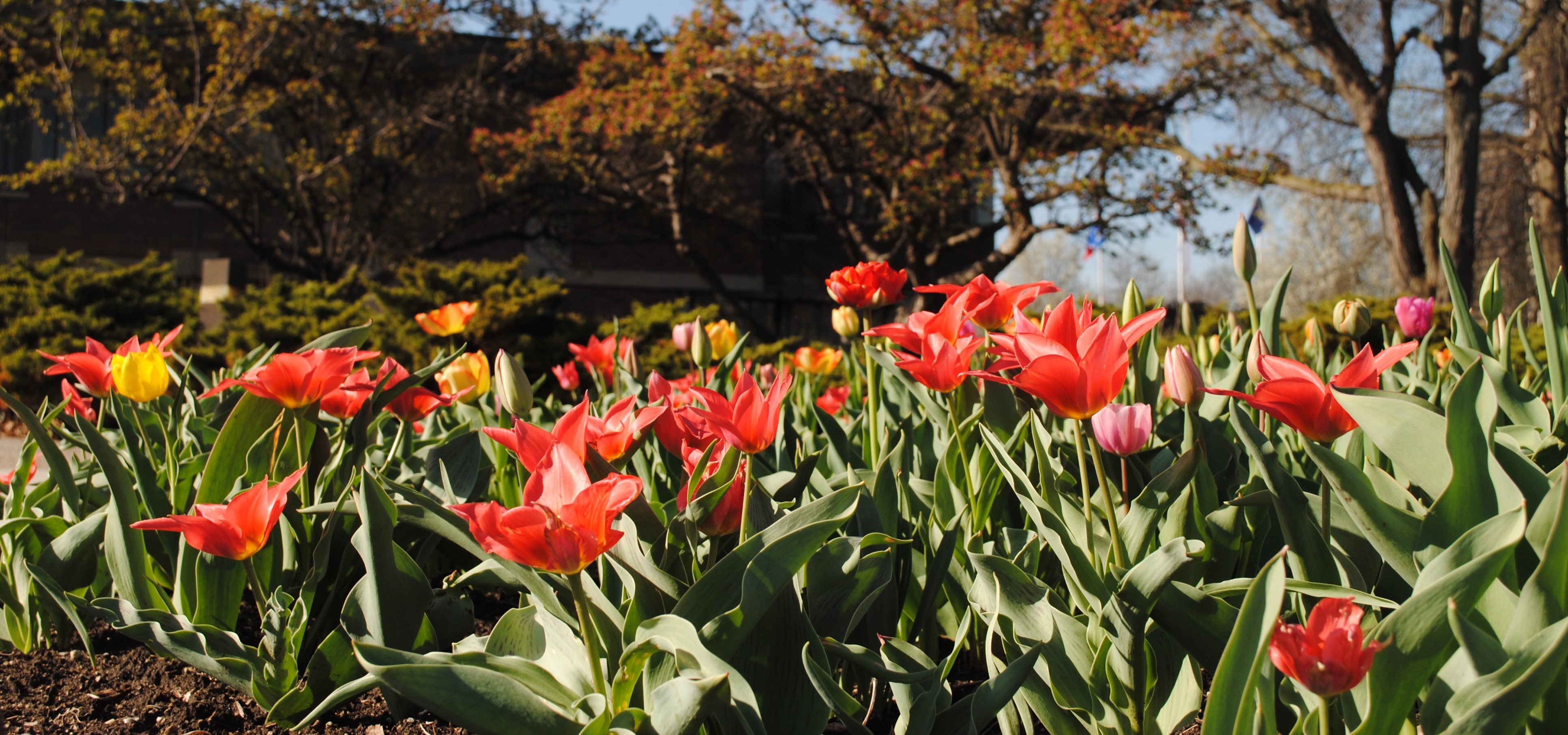 flowers