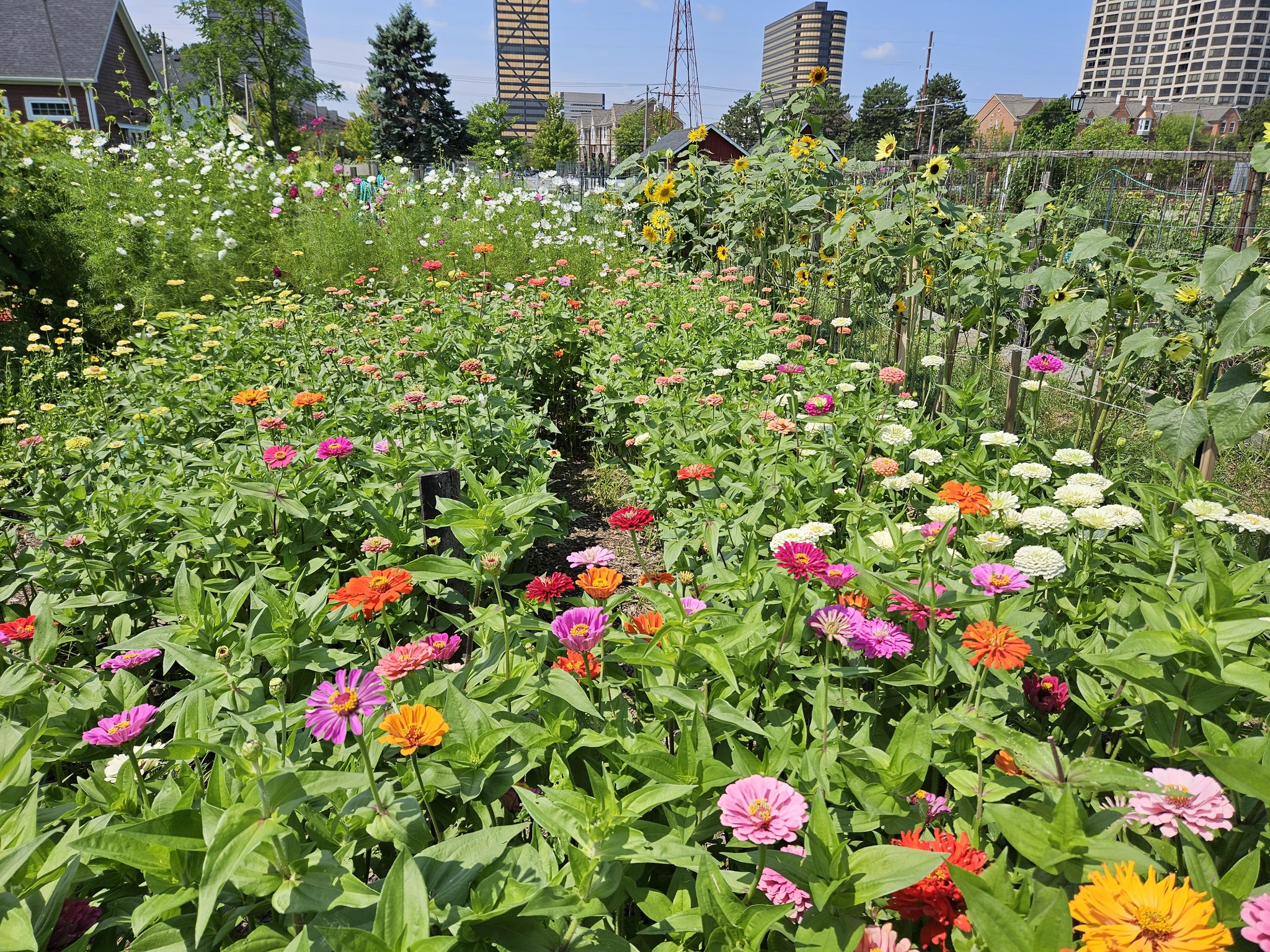 community gardens