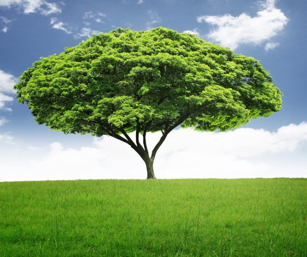tree