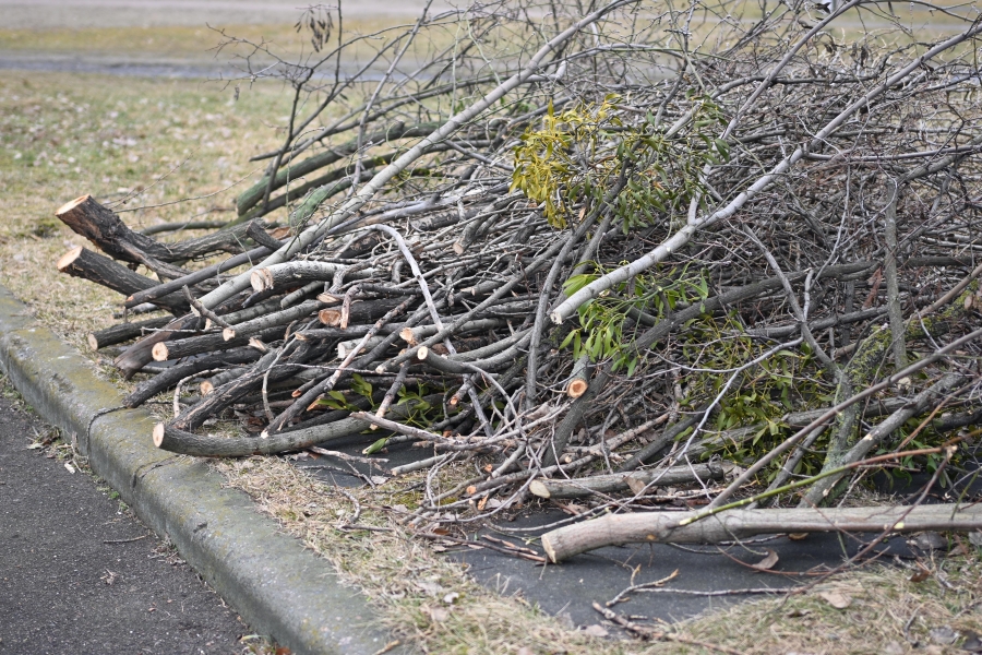 branches 
