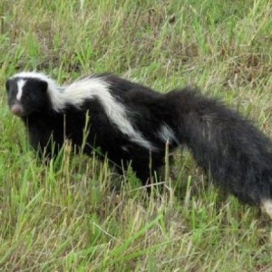 skunk