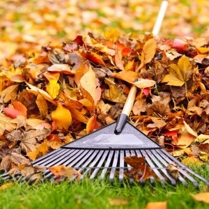 raking leaves