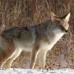 Coyote