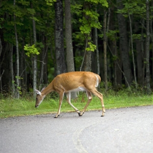 deer