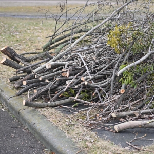 branches