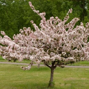 crabapple tree