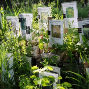 plants 