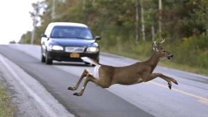 deer crossing road in front of car