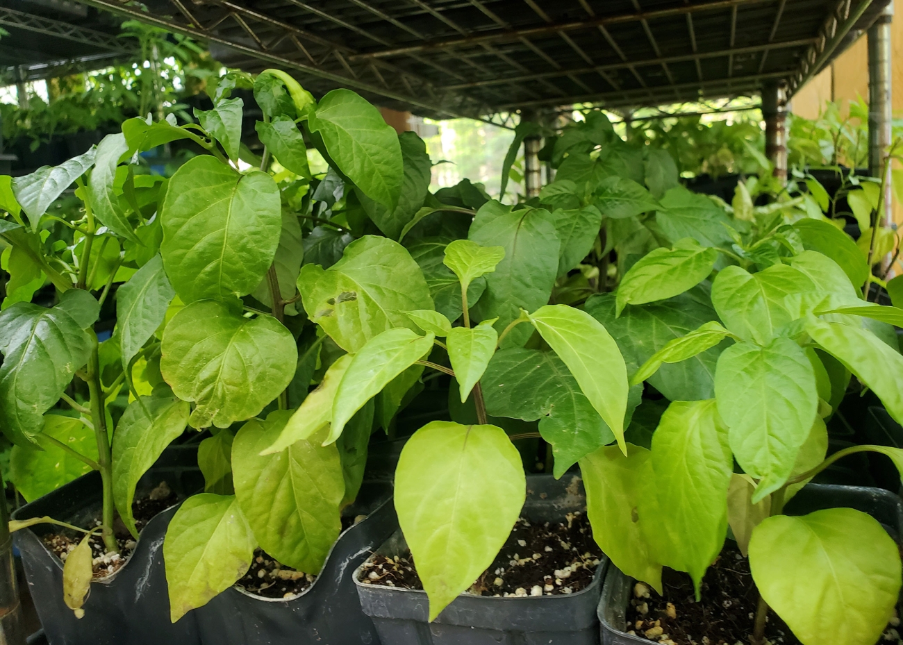 Farmbrook Grows