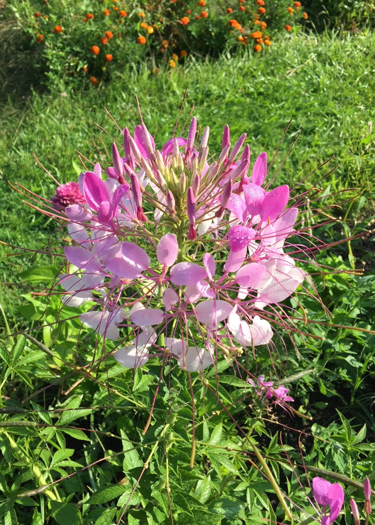 Farmbrook Grows