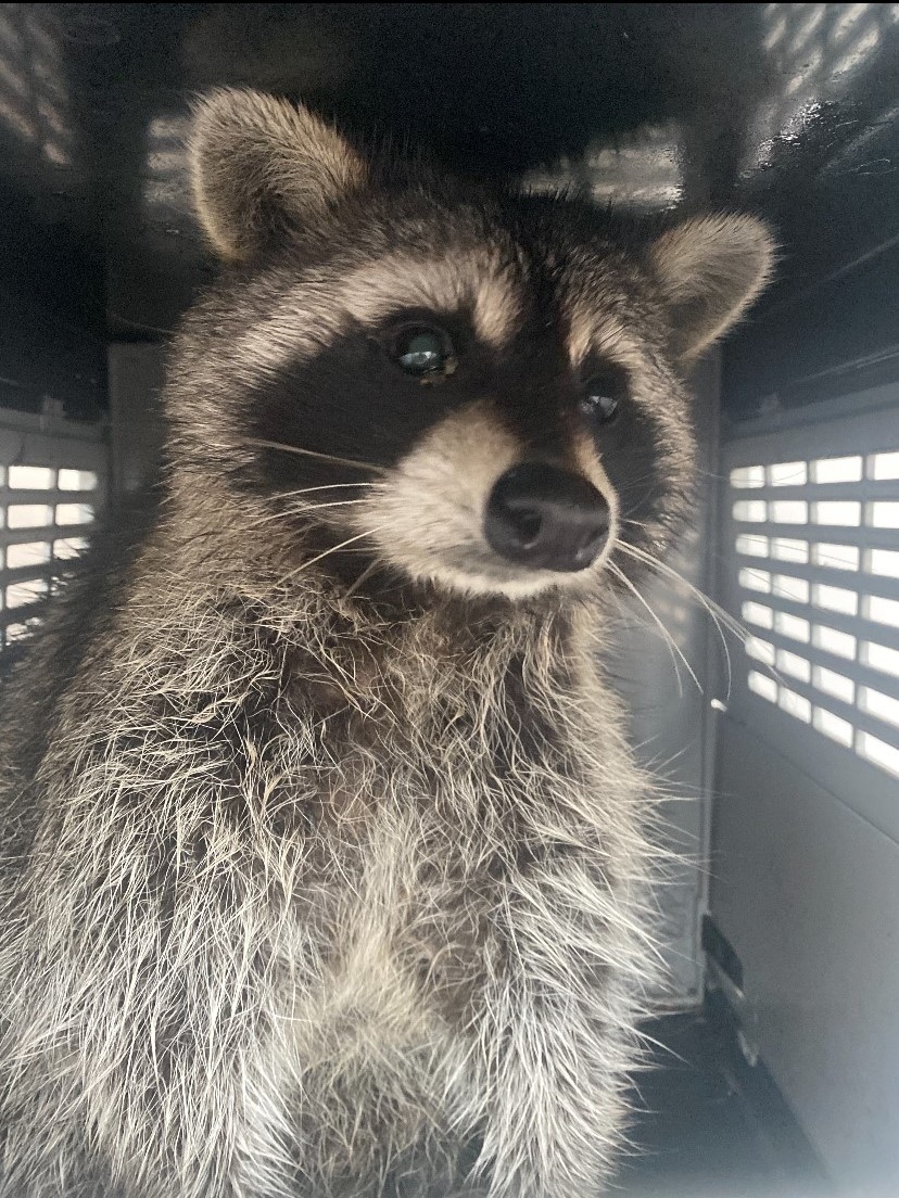 Animal Control | City of Southfield Animal Control | City of Southfield